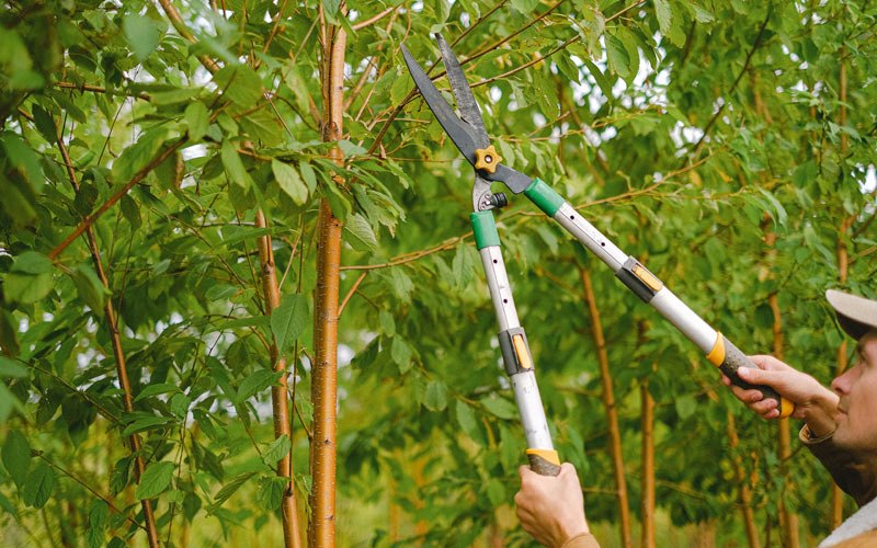 Tree trimming in Aspen, CO